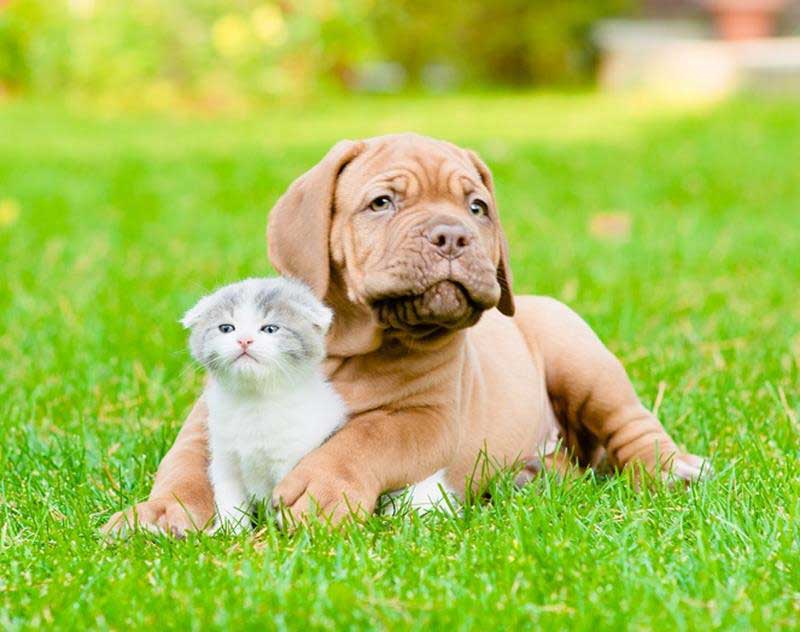 Puppy and kitten sitting on grass