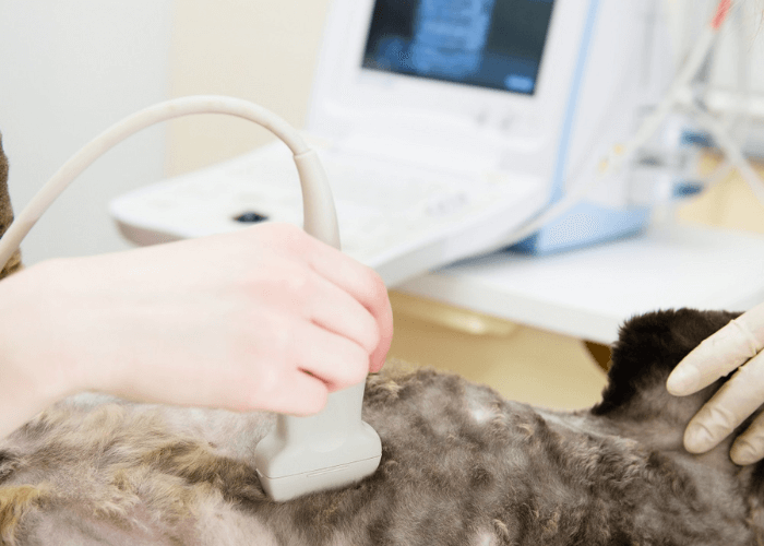 Vet performing ultrasound for a cat