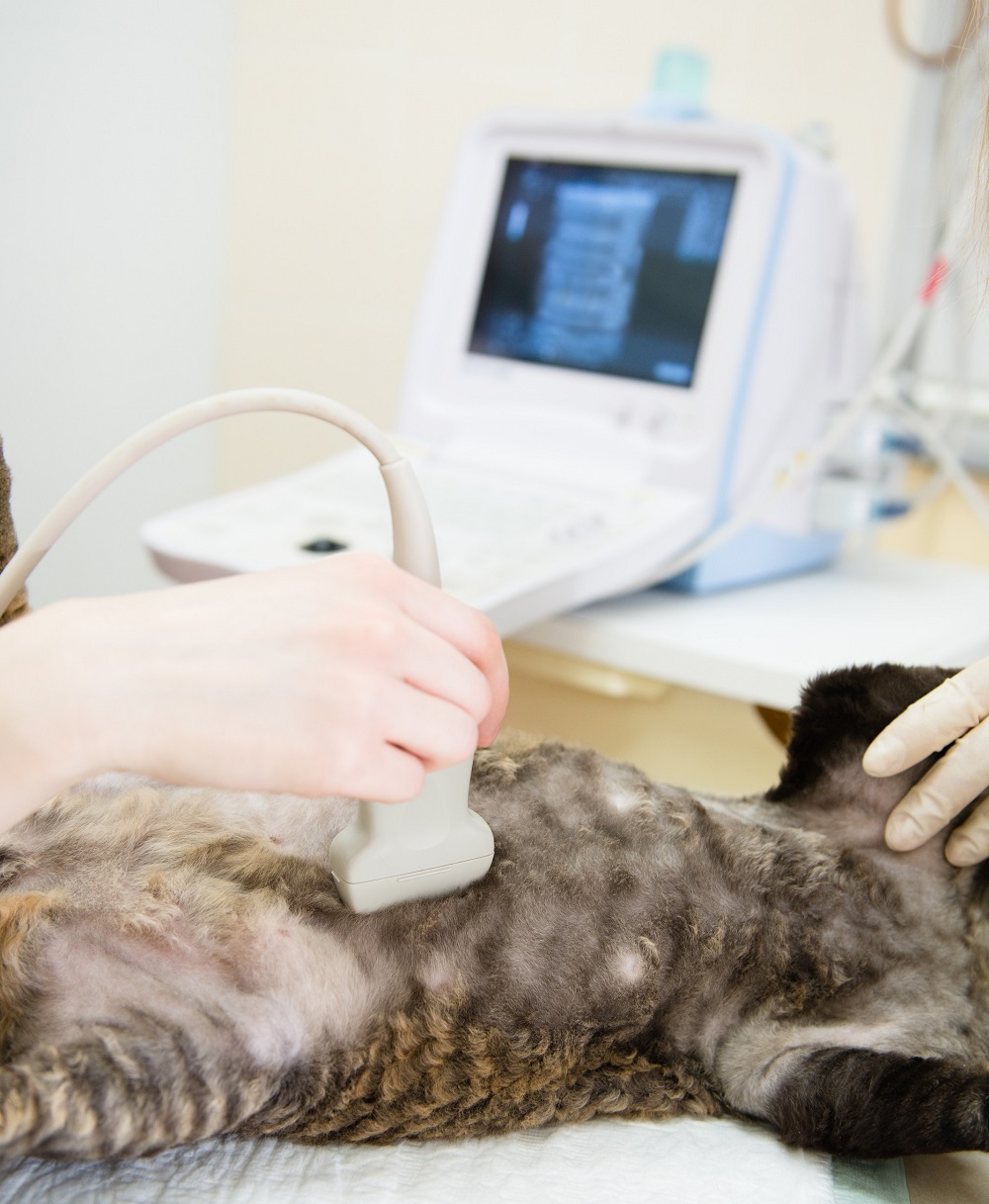 Vet performing ultrasound for a cat